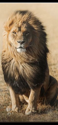 an image of a lion sitting in the grass