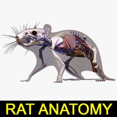 a rat anatomy is shown with the words rat anatomy on it's back side