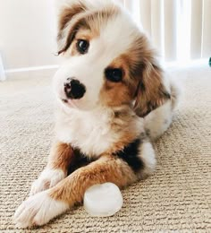 a dog laying on the floor with a toy