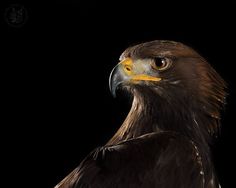 a close up of a bird of prey on a black background with the head and shoulders of an eagle