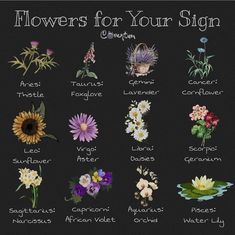 flowers for your sign on a black background