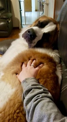 a person petting a dog on the back of a couch