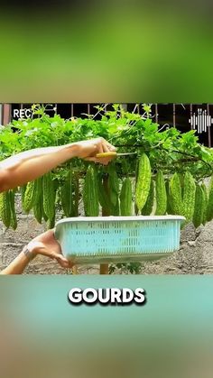 there is a person holding a basket with gourds on it in front of some plants