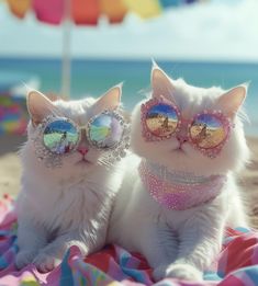 two white cats wearing sunglasses and sitting on a blanket at the beach under an umbrella