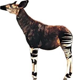 an antelope is standing in front of a white background and has stripes on it's legs