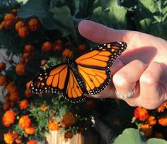 a hand holding a monarch butterfly in front of some orange and yellow flowers with green leaves