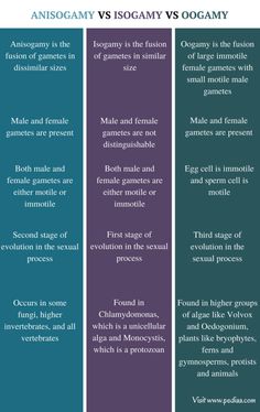 the differences between homosexuality and lesbianism in each other's lifecycle, which one is