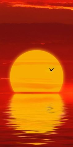 the sun is setting over the water with a bird flying in it's foreground