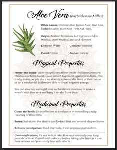 Aloe Magical Properties, Aloe Vera Magical Properties, Herb Witchcraft, Magic Bathroom, Grimoire Inspiration, Witchy Herbs, Witchy Kitchen