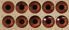 an image of different types of brown colored eyeballs with numbers on each side and in the middle