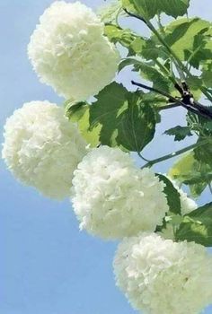 white flowers are growing on the branches of a tree with green leaves and blue sky in the background