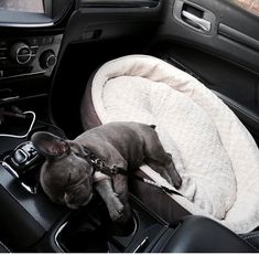 a small dog sleeping on top of a blanket in the back seat of a car