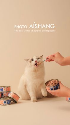 a white cat eating out of a bowl with food in it's mouth while being fed by a woman