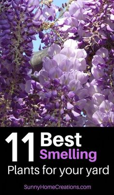 purple flowers with the words 11 best smelling plants for your yard on top of it