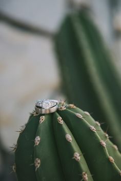 an engagement ring sits on top of a green cactus with small white dots around it