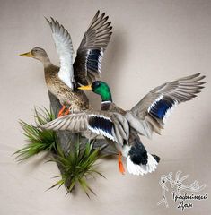 three ducks are flying in the air on top of some plants and grass, with their wings spread wide open