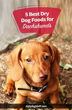 a brown dog sitting on the ground with text overlay reading 5 best dry dog foods for dachshunds