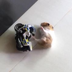 a hamster playing with a toy motorcycle on the floor