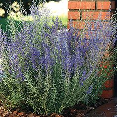 some purple flowers are growing by a brick wall