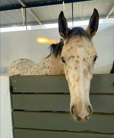 a brown and white horse sticking its head over the top of a green box in a stable