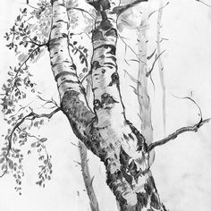 a pencil drawing of two birch trees in the woods, one with its trunk hanging down