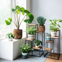 Kamerplanten, kamers, alocasia stingray, kruiskruid, pannenkoekplant, pilea, varen, calathea, plantentafel, vensterbank Air Filtering Plants, Lobelia Cardinalis, Lots Of Plants, Interior Boho, Magic Garden, Indoor Gardens, Plants Indoor, Indoor Gardening, Urban Jungle