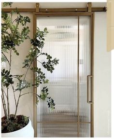 a potted plant sitting next to a glass door in a white room with wood trimming