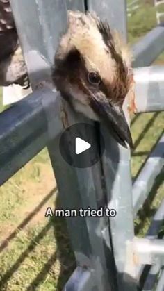 a bird sticking its head through a fence