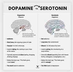 the differences between dopamaine and serotonin in human brain maps