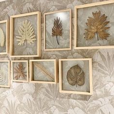 a wall with several framed leaves on it