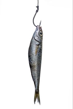 a fish hanging from a hook on a white background