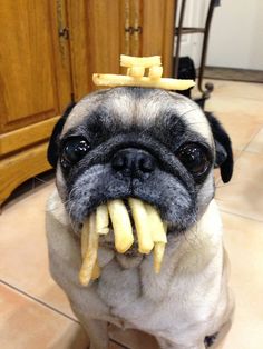 a pug dog sitting on the floor with french fries in its mouth