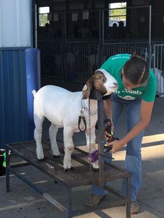 a woman is petting a small goat on the back of a cart in front of a building