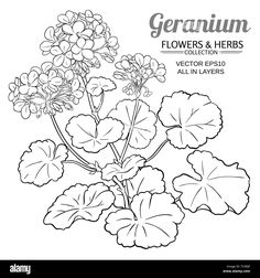 an image of flowers and herbs coloring page