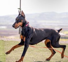 a large black and brown dog running across a field with a red leash on it's neck