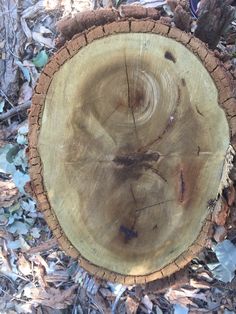 a tree stump that has been cut down