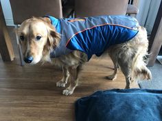 a brown dog wearing a blue jacket standing on top of a wooden floor next to a table