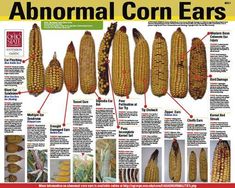 an image of corn ears on the front page of a news paper, with information about how to eat them