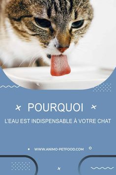 La quantité d’eau dont un chat en bonne santé a besoin chaque jour est d’environ 50 ml par kg par jour. Un chat de 3 kg aura donc besoin de 150 ml. Une perte en eau de 15 % de leurs réserves entraînent la mort de l’animal. Aura, Incoming Call Screenshot