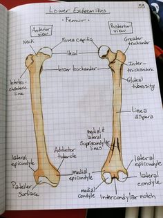 an open book with a diagram of the bones