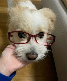 a small white dog wearing red glasses on top of a wooden floor next to a persons hand