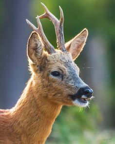 a close up of a deer with antlers on it's head