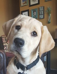 a close up of a dog wearing a collar and sitting on a chair in front of a table