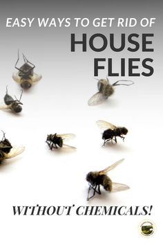 several flies flying in the air with text that reads, easy ways to get rid of house flies without chemicals