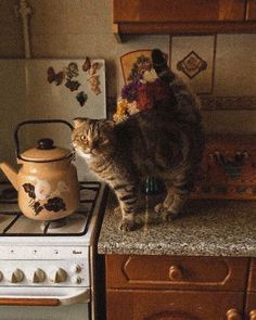 a cat standing on top of a kitchen counter next to a tea pot and stove