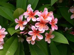 pink and white flowers blooming on green leaves