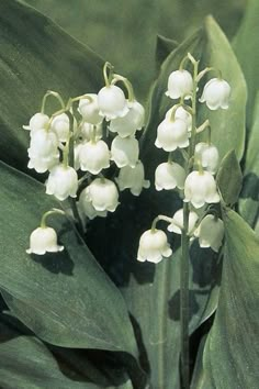 some white flowers are blooming on a plant