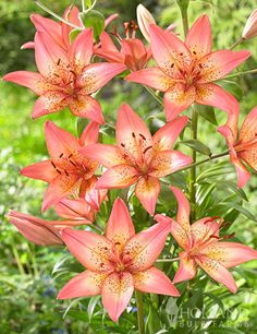 orange lilies are blooming in the garden