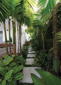 the walkway is lined with tropical trees and plants