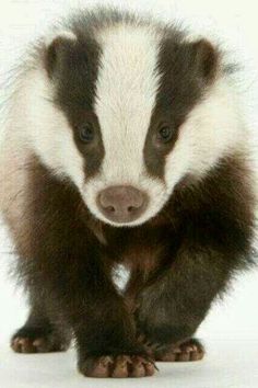 a baby badger standing on its hind legs